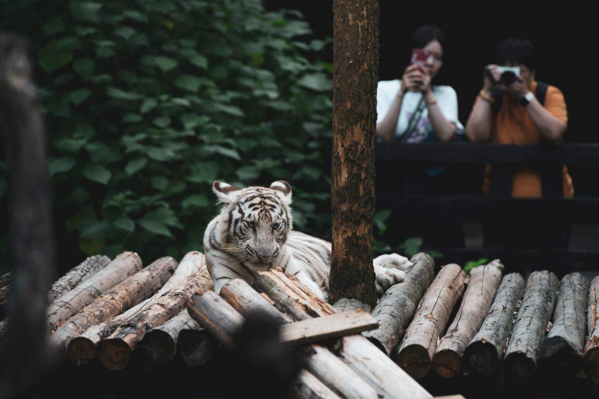 'Tiger King' Review: An Overdramatized Look at Animal Conservation