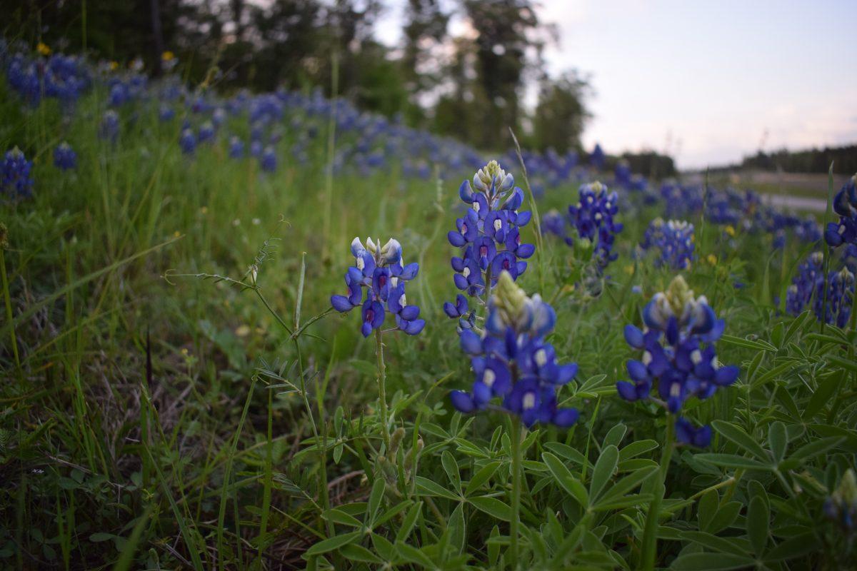 5 indicators that spring has arrived in Texas